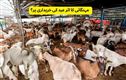 !عید الاضحیٰ کے موقع پرمویشیوں کی قیمتوں میں اضافہ